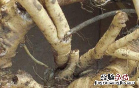 防风的产地分布 防风分布区域