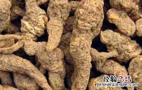 地黄的产地分布 地黄主要产地