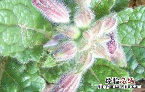 地黄的产地分布 地黄主要产地