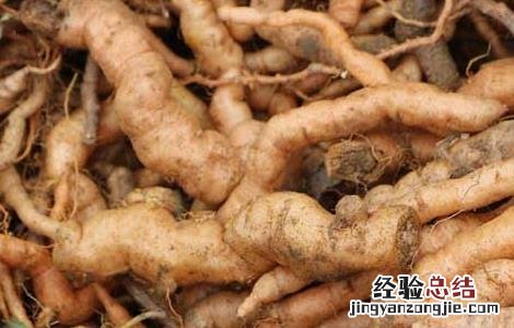 地黄的种类及鉴别方法视频 地黄的种类及鉴别方法
