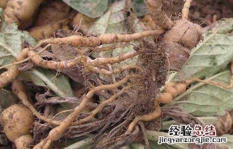 地黄的种类及鉴别方法视频 地黄的种类及鉴别方法