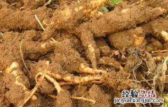 地黄的种类及鉴别方法视频 地黄的种类及鉴别方法
