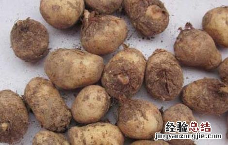 半夏有毒吗 法半夏有毒吗