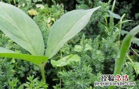 半夏有毒吗 法半夏有毒吗