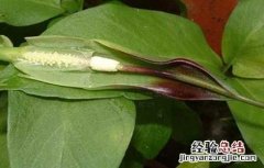 半夏有毒吗 法半夏有毒吗