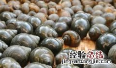 大田螺能吃吗 大田螺可以吃吗