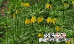 贝母花能吃吗 贝母花怎么吃