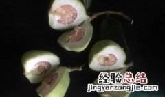 薜荔果可以生吃吗 薜荔果能生吃吗