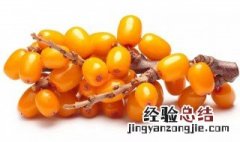 沙棘果油怎么吃最好 沙棘果油要怎样吃最好
