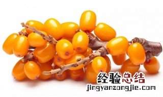 沙棘果油怎么吃最好 沙棘果油要怎样吃最好