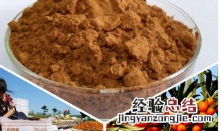 沙棘粉功效与作用 沙棘粉有什么功效与作用