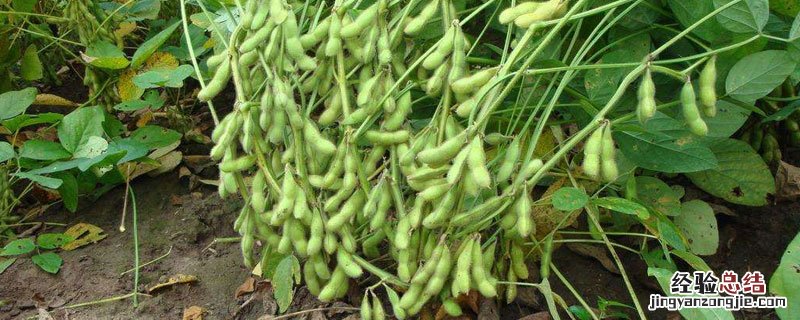 毛豆干了是黄豆吗 毛豆干了是什么豆