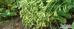 花生毛豆算主食吗 毛豆算主食吗