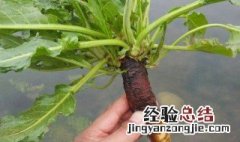 菠菜的根能吃吗 菠菜的根能不能吃