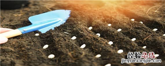 白露后适合种什么菜 白露时候种什么菜