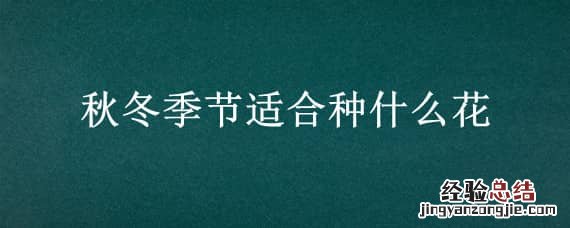 秋冬季节适合种什么花图片 秋冬季节适合种什么花