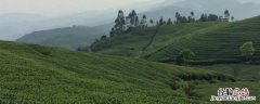 土茶是哪种茶 土茶是什么茶