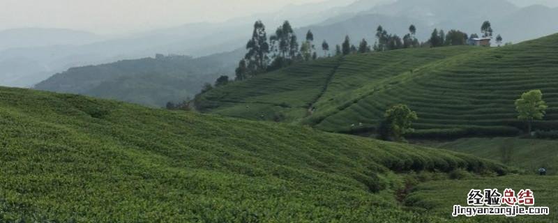 土茶是哪种茶 土茶是什么茶