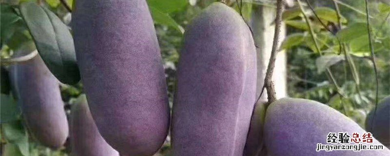 八月瓜种植技术及条件 八月瓜种植技术及条件图片