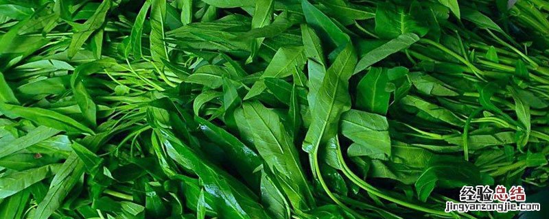 空心菜要焯水吗 空心菜要焯水吗直接炒着吃可以吗