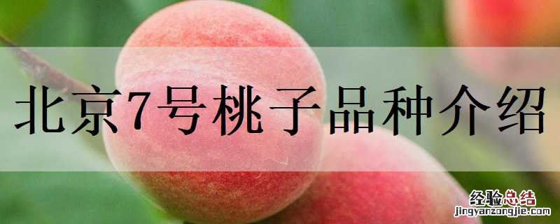 现在最好的桃树新品种北京7号 北京7号桃子品种介绍