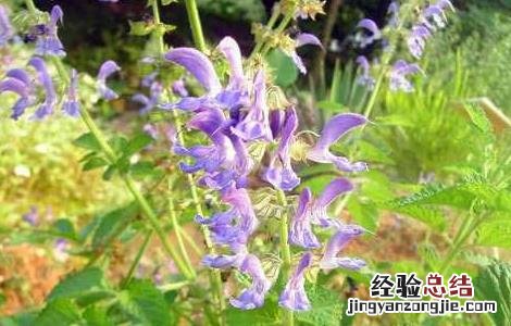 丹参的繁殖方法 丹参的繁殖方法有哪些