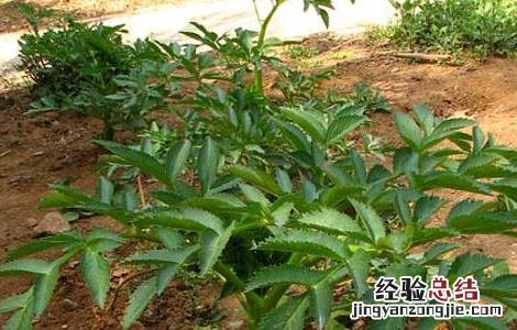 白芷的花语含义 白芷花语是什么