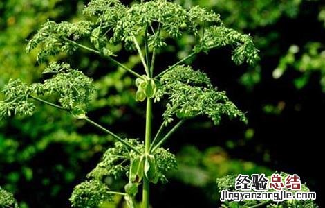 白芷的花语含义 白芷花语是什么