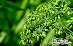 白芷的花语含义 白芷花语是什么