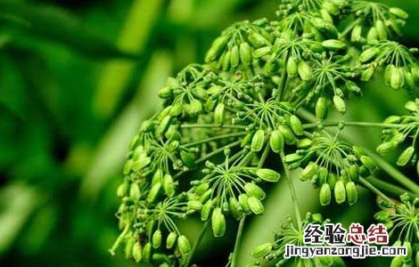 白芷的花语含义 白芷花语是什么