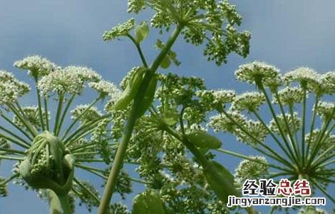 白芷的花语含义 白芷花语是什么