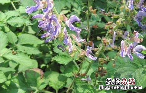 丹参的种植前景 丹参种植前景与现状