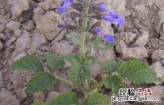 丹参的种植前景 丹参种植前景与现状