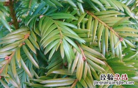 红豆杉种植效益 红豆杉的种植前景