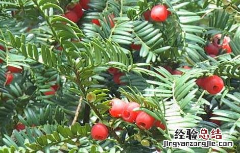 红豆杉种植效益 红豆杉的种植前景