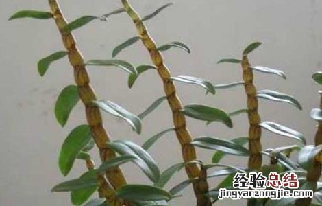 铁皮石斛的种植前景 铁皮石斛的发展前景