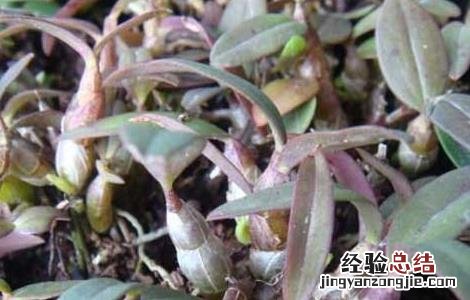 铁皮石斛的种植前景 铁皮石斛的发展前景