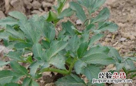白芷种植时间 白芷栽培种植技术