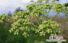 白芷种植时间 白芷栽培种植技术