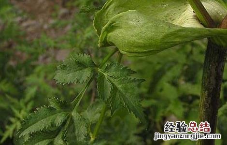 白芷种植时间 白芷栽培种植技术