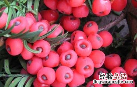 红豆杉什么时候开花结果雌株 红豆杉什么时候开花结果