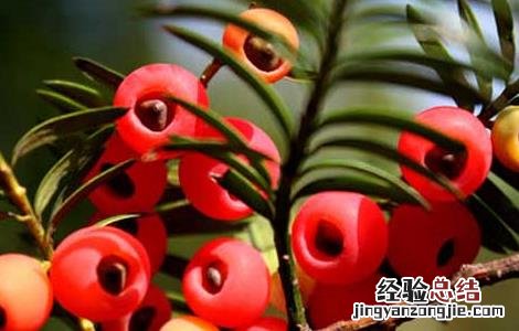 红豆杉什么时候开花结果雌株 红豆杉什么时候开花结果