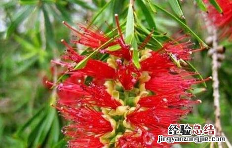 红豆杉什么时候开花结果雌株 红豆杉什么时候开花结果