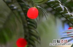 红豆杉什么时候开花结果雌株 红豆杉什么时候开花结果