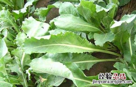 板蓝根种植前景及利润 板蓝根种植前景