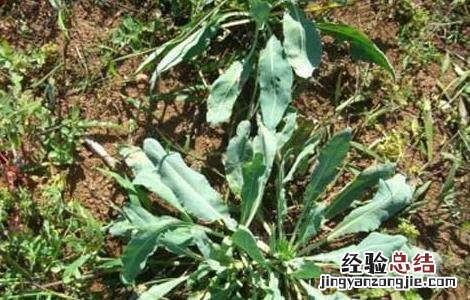 板蓝根种植前景及利润 板蓝根种植前景