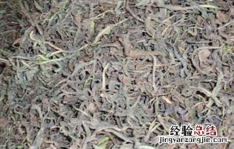 板蓝根种植前景及利润 板蓝根种植前景