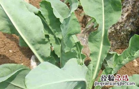 板蓝根种植前景及利润 板蓝根种植前景