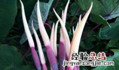 芋头花功效与作用及禁忌 芋头花功效与作用及禁忌有哪些