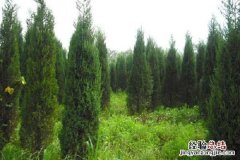 榕树放客厅好不好,有哪些寓意好 榕树放客厅好不好，有哪些寓意